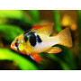 Papiliochromis Ramirezi Asia