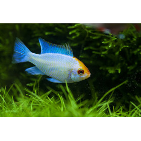 Papiliochromis Ramirezi Electric Blue Papiliochromis Ramirezi Electric Blue