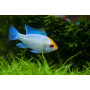 Papiliochromis Ramirezi Electric Blue