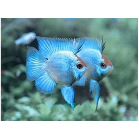 Papiliochromis Ramirezi Electric Blue Baloon