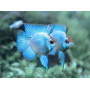 Papiliochromis Ramirezi Electric Blue Baloon