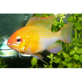 Papiliochromis Ramirezi Gold Papiliochromis Ramirezi Gold