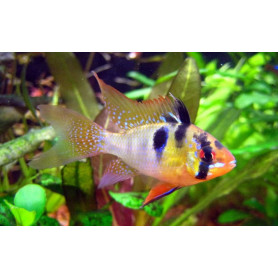Papiliochromis Ramirezi Original Papiliochromis Ramirezi Original