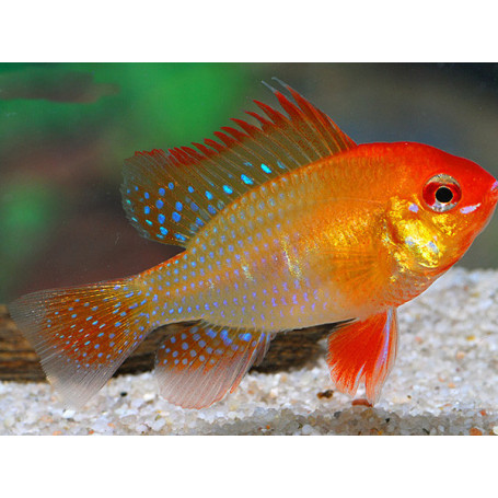 Papiliochromis Ramirezi Red Gold