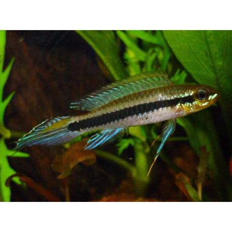 Taeniacara Candidi