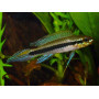 Taeniacara Candidi