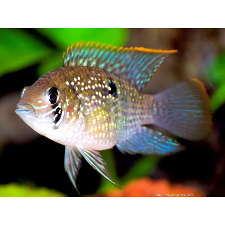 Aequidens Pulcher Latifrons