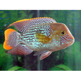 Aequidens Rivulatus Aequidens Rivulatus