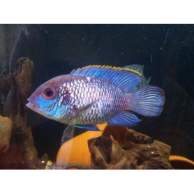 Andinoacara Pulcher Neon Blue Andinoacara Pulcher Neon Blue
