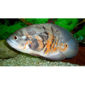 Astronotus Ocellatus Pez Oscar Astronotus Ocellatus Pez Oscar