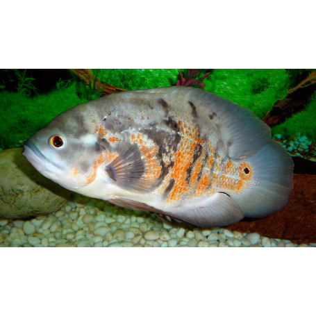 Astronotus Ocellatus Pez Oscar