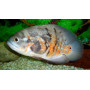 Astronotus Ocellatus Pez Oscar