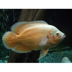 Astronotus Ocellatus Oscar Albino Red Astronotus Ocellatus Oscar Albino Red