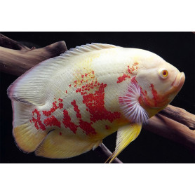 Astronotus Ocellatus Albino Tiger Oscar Astronotus Ocellatus Albino Tiger Oscar