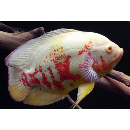 Astronotus Ocellatus Albino Tiger Oscar