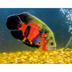 Astronotus Ocellatus Red Oscar Astronotus Ocellatus Red Oscar