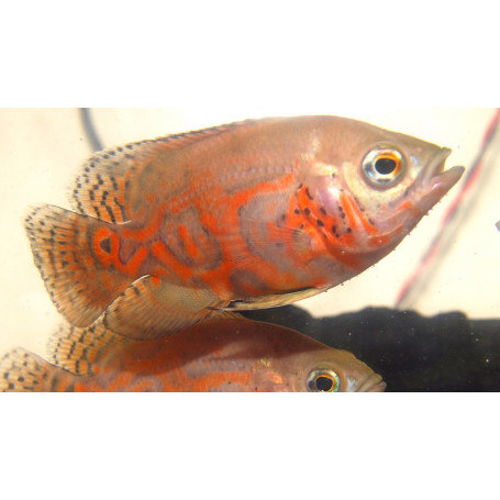 Astronotus Ocellatus Tiger Oscar