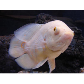 Astronotus Ocellatus Albino Oscar Albino Astronotus Ocellatus Albino Oscar Albino
