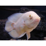 Astronotus Ocellatus Albino Oscar Albino