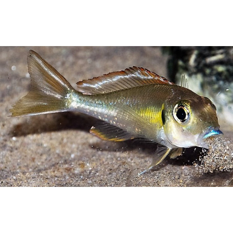 Callochromis pleurospius