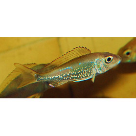 Callochromis stappersi Callochromis stappersi