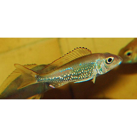 Callochromis stappersi