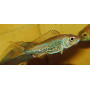 Callochromis stappersi