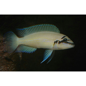 Chalinochromis brichardi Chalinochromis brichardi