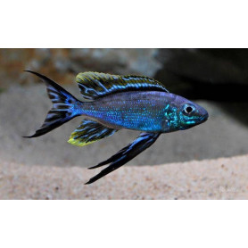 Cyathopharynx furcifer Cyathopharynx furcifer