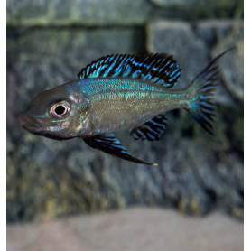 Cyathopharynx furcifer kigoma Cyathopharynx furcifer kigoma