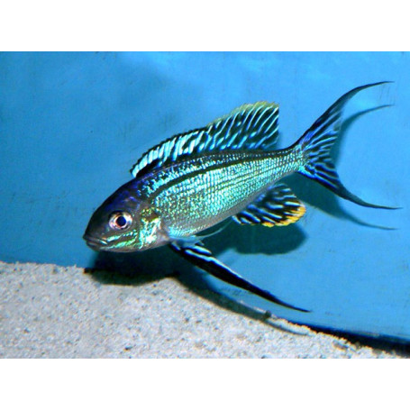 Cyathopharynx furcifer resha