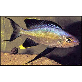 Cyathopharynx furcifer rutunga Cyathopharynx furcifer rutunga