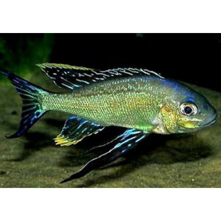 Cyathopharynx furcifer sumbu green