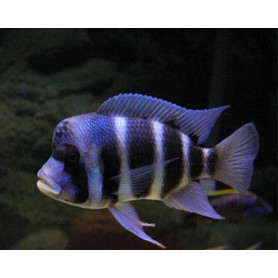 Cyphotilapia	frontosa Cyphotilapia	frontosa