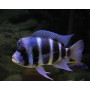 Cyphotilapia	frontosa
