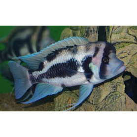 Cyphotilapia	frontosa black widow Cyphotilapia	frontosa black widow