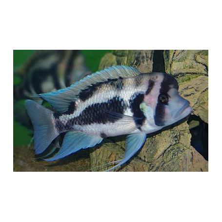 Cyphotilapia	frontosa black widow