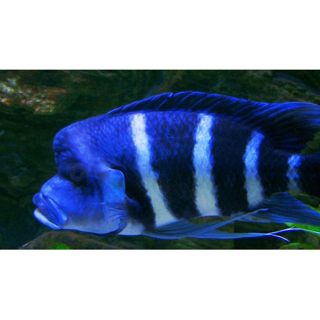 Cyphotilapia	frontosa mpimbwe blu