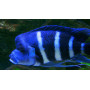 Cyphotilapia	frontosa mpimbwe blu
