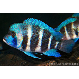 Cyphotilapia	frontosa sambia blue Cyphotilapia	frontosa sambia blue