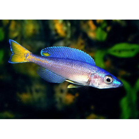 Cyprichromis leptosoma jumbo malasa