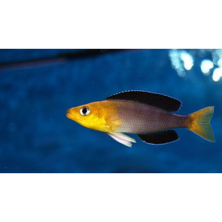 Cyprichromis leptosoma jumbo yellow