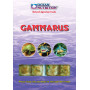 Gammarus ocean nutrition