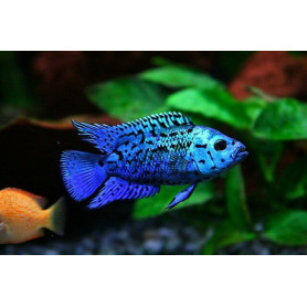 Cichlasoma Blue Jack Dempsey Cichlasoma Blue Jack Dempsey