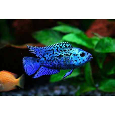 Cichlasoma Blue Jack Dempsey
