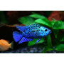 Cichlasoma Blue Jack Dempsey