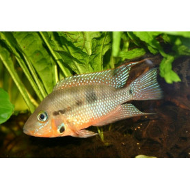 Cichlasoma Meeki Cichlasoma Meeki