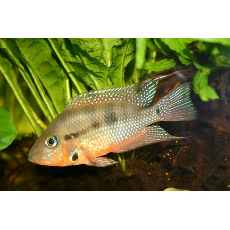 Cichlasoma Meeki