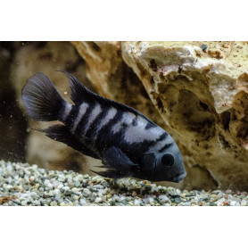 Cichlasoma Nigrofasciatum Cichlasoma Nigrofasciatum