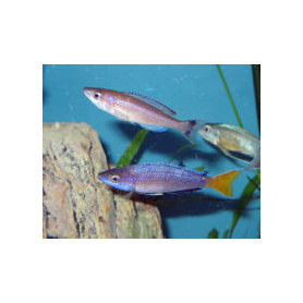 Cyprichromis leptosoma kitumba jumbo Cyprichromis leptosoma kitumba jumbo